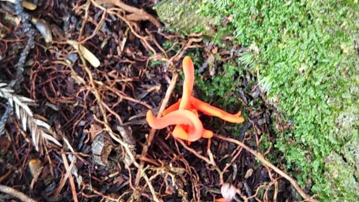 e3%83%99%e3%83%8b%e3%83%8a%e3%82%ae%e3%83%8a%e3%82%bf%e3%82%bf%e3