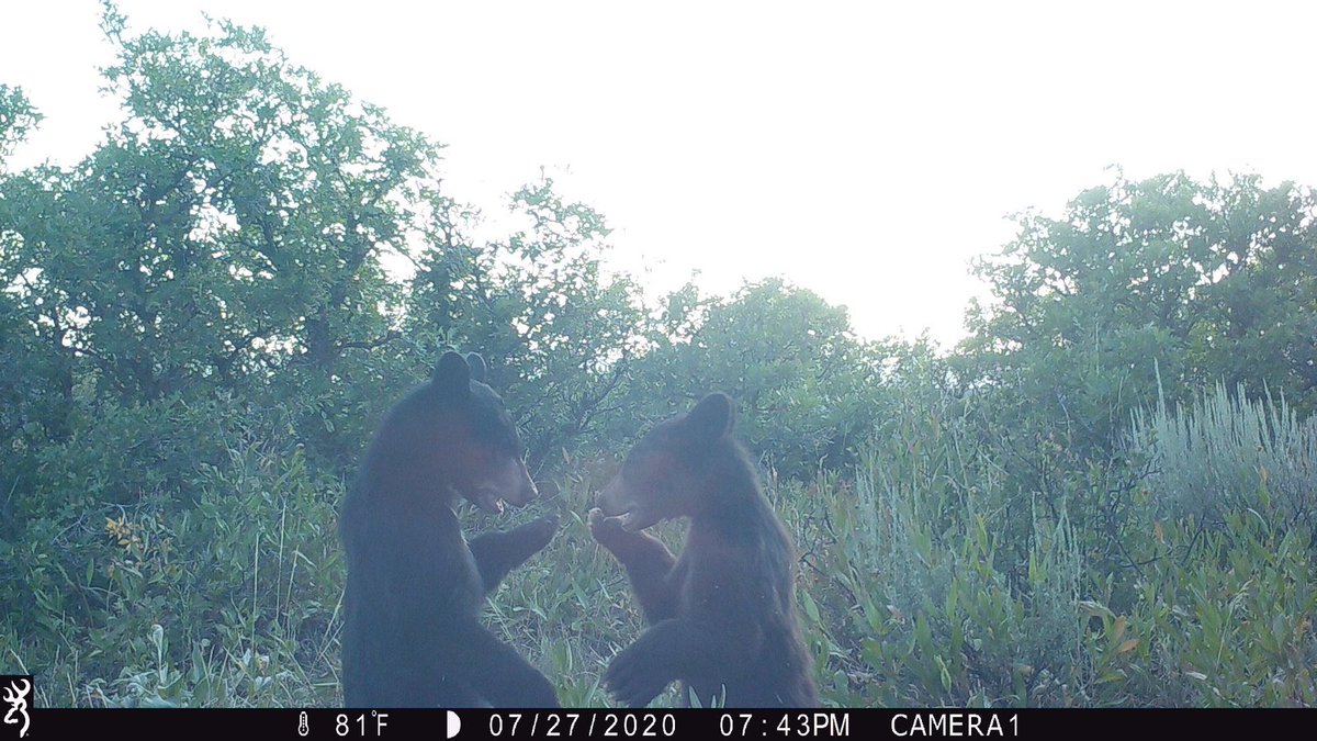 trailcam (@trail_cams) on Twitter photo 