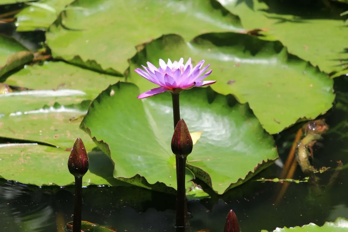 DTNEtiquette's tweet photo. I believe finding your peace is an inside job...no one can find it for you! ~ #DTN #FindUrPeace #InsideJob #BeGood2U https://t.co/VkJvjkkZDI