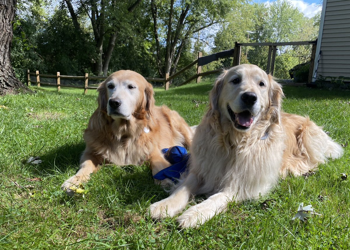 MikeFrezon's tweet photo. โHey Pete! Now that the old manโs birthday is finally over, Whaddya want to do?โ
โI dunno, Sophie. What do YOU want to do?โ
โWell, this seems pretty good for now. We need a rest!โ
#dogsoftwitter #BrooksHaven #grc #dogcelebration #GoldenRetrievers #PartiedOut #tired #rest https://t.co/Iyw6pyj91D