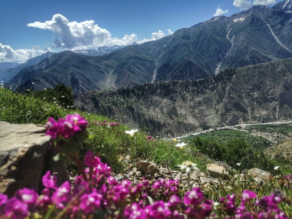 sajidrazaali's tweet photo. Good morning world!
#alpine #Flowers. Altitude: 3300 meters above sea level. #RupalValley #Nangaparbat, Rupal Face, #astore, #GilgitBaltistan. https://t.co/nIDqBQjdUQ