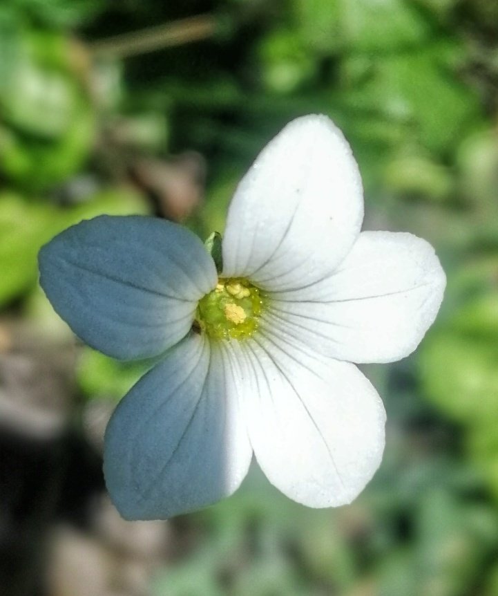 sajidrazaali's tweet photo. Good morning world!
#alpine #Flowers. Altitude: 3300 meters above sea level. #RupalValley #Nangaparbat, Rupal Face, #astore, #GilgitBaltistan. https://t.co/nIDqBQjdUQ