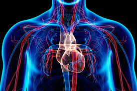 '🩸 Vascular Biology Keywords for @JournalCardioMed 🩺: #BloodVessels #Endothelium #Atherosclerosis #Angiogenesis #Vasoconstriction #Vasodilation #Thrombosis #Hemodynamics #NitricOxide #VascularHealth. Stay tuned for cutting-edge research! 🔬 #CardiovascularMedicine #Science'