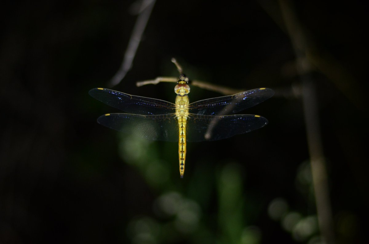 cuesonline's tweet photo. Spotted at our restored #wetland at #Dheerpur, Delhi -  the globe skimmer or wandering glider #dragonfly (Pantala flavescens).

Credit: @nirjeshgautam 

#InsectsOfTwitter #photography #nature #insect #naturelovers #naturebeauty #TwitterNatureCommunity #photooftheday
@ThePhotoHour https://t.co/cJyqAsrINy
