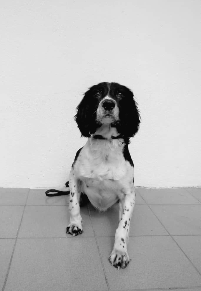 JaPenWPKL's tweet photo. SELAMAT TINGGAL & TERIMA KASIH ATAS SEGALA JASAMU BLAKE...😭🧡
Blake, Anjing Pengesan milik Jabatan Bomba & Penyelamat Malaysia terpaksa ditidurkan pada jam 4.38 petang semalam, 18 September 2023 selepas dikesan menghidapi barah lymphoma.
#Blake
#RIPBlake
@kpkt_gov @NgaKorMing https://t.co/duvqOyZhu6