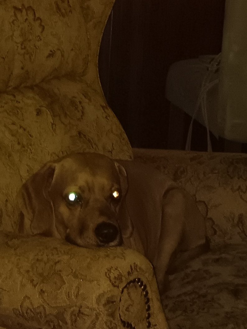 Real_Lil_Mango's tweet photo. There is thunder outside so I cannot go outside because it is just a little bit loud. #dogs #thunder #rain #storm #BraveBug #NotScared https://t.co/qyCaMenQho