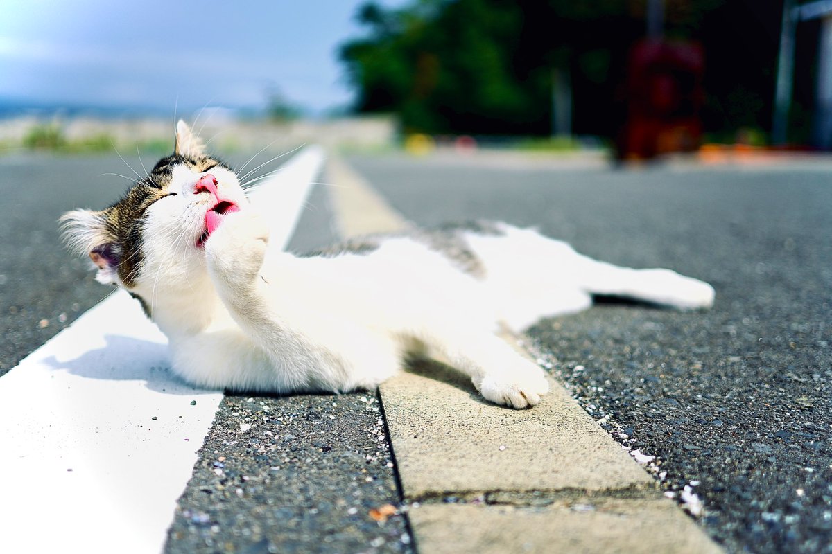 niko_zfc's tweet photo. 宮城県にある“猫島”こと田代島。
人より猫の方が多い猫好きには天国のような島。

飼い猫とはまた違った表情を見せてくれるのが楽しい。

#Nikon #Zfc #nikonzfc
#写真好きな人と繋がりたい
#キリトリセカイ #photography
#猫 #田代島 #cat https://t.co/z8UGqhMrB4