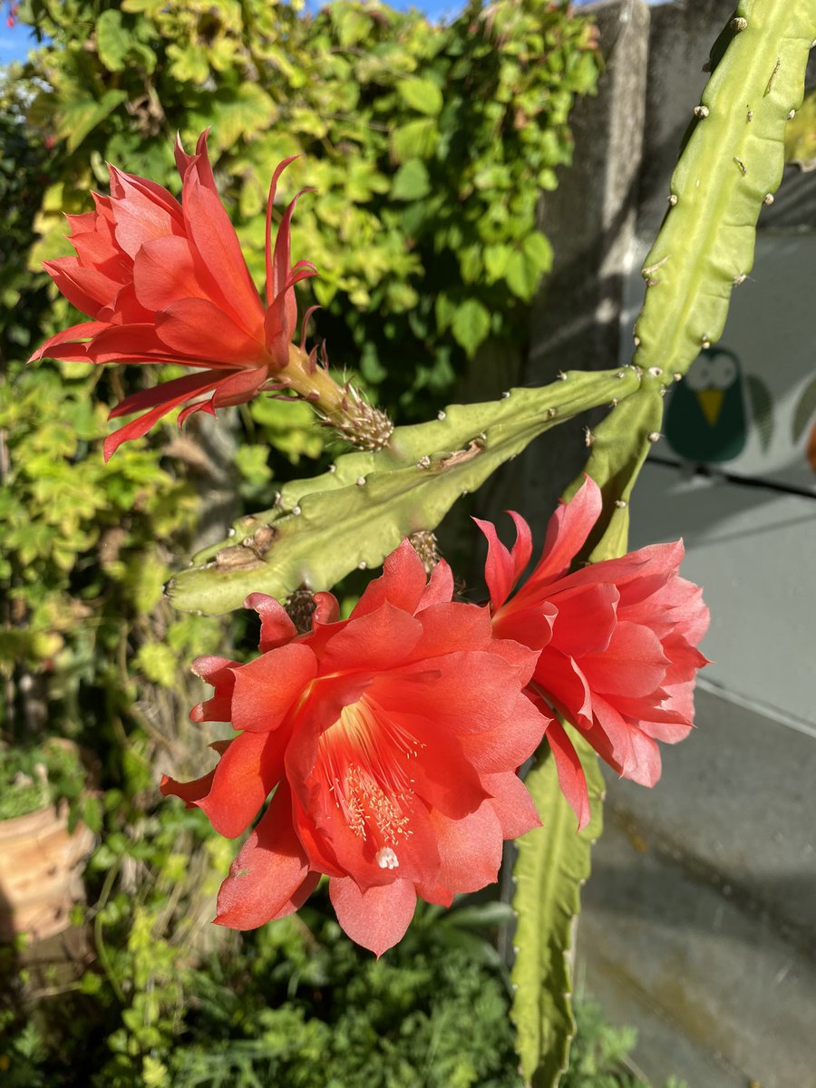 G27Marco's tweet photo. Encore des #fleurs magnifiques au #jardin #cactus #disocactus #plante les oiseaux de Domi nβen reviennent pas !!! Lβ #Γ©tΓ© aura Γ©tΓ© faste pour elles ! https://t.co/G51MIKlAuG
