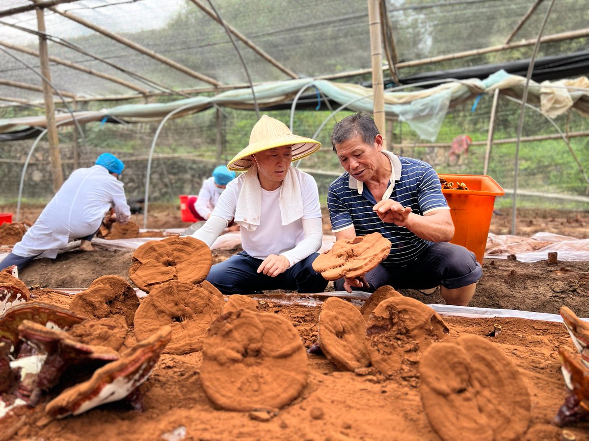 InsightFenghua's tweet image. Ling Qingzhi introduced #Ganodermalucidum to Dayan Village, Dayan Town, and single-handedly helped establish a 35-acre Ganoderma lucidum planting industry in Dayan. #Agriculture #Chineseherbalmedicine