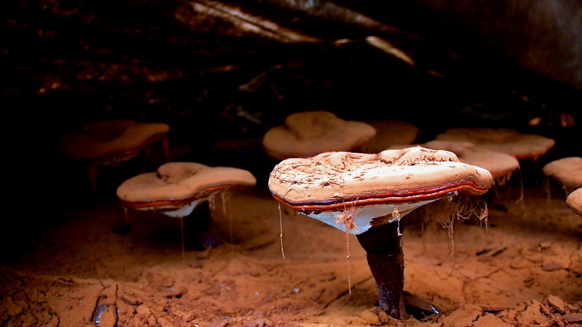 InsightFenghua's tweet image. Ling Qingzhi introduced #Ganodermalucidum to Dayan Village, Dayan Town, and single-handedly helped establish a 35-acre Ganoderma lucidum planting industry in Dayan. #Agriculture #Chineseherbalmedicine