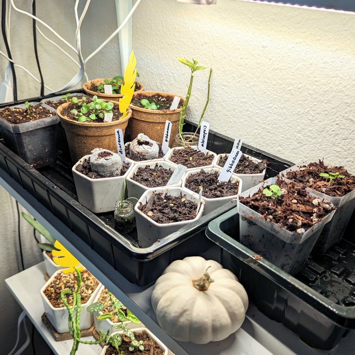 One of my houseplant seedling shelves! This is the shelf where I keep all my youngest seedlings so they can grow large enough to move onto the next shelf 🌿 #seedlingshelf #plantshelf #plantshelfie #babyplants