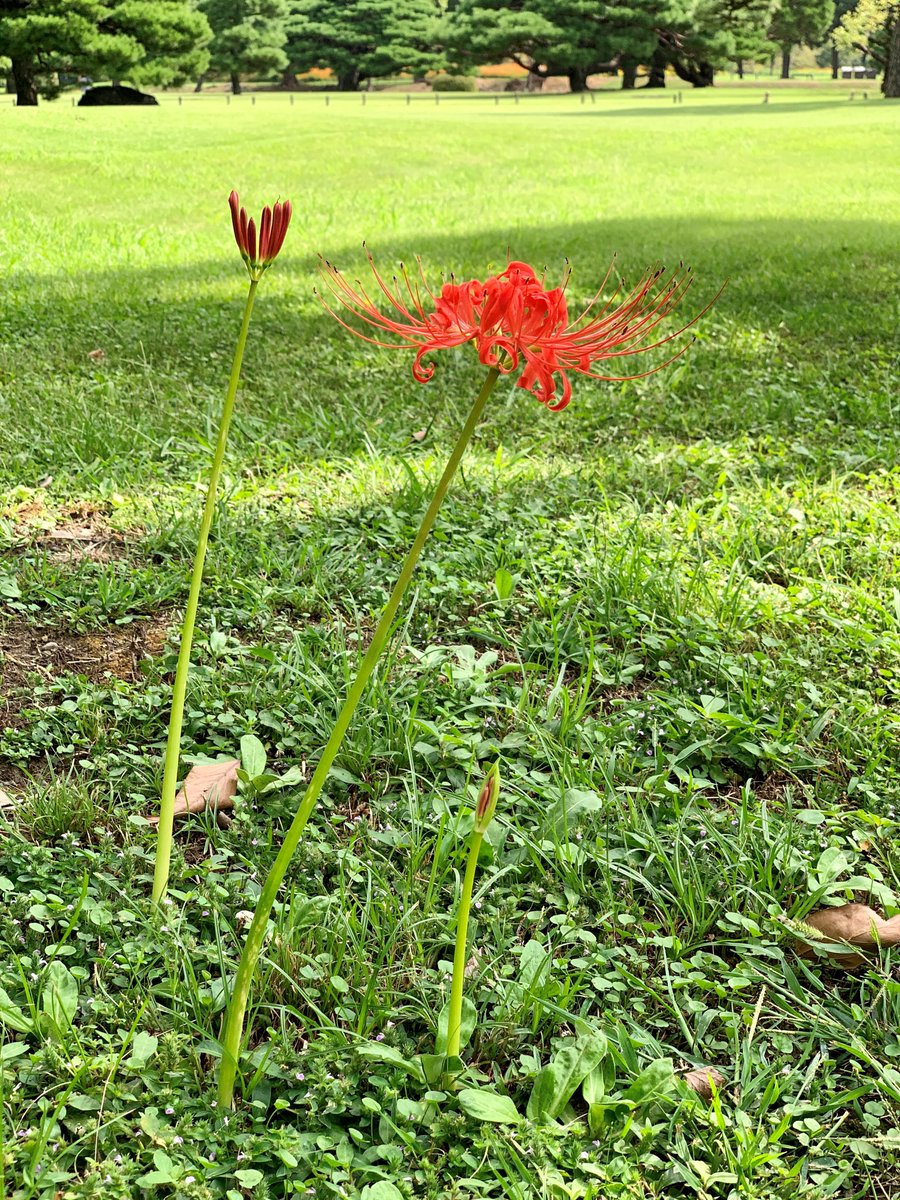 HamarikyuGarden's tweet photo. The #redspiderlilies near the shrubberies along the Tsukiji River and at the Site of Enryo-kan have also burst into #bloom! The ones at Plum Grove, Kaboku-en, etc., however, are still in bud.
Each #flower appears to be blooming at its own pace.
#HamarikyuGardens #redspiderlily https://t.co/gTIGAjrOIz