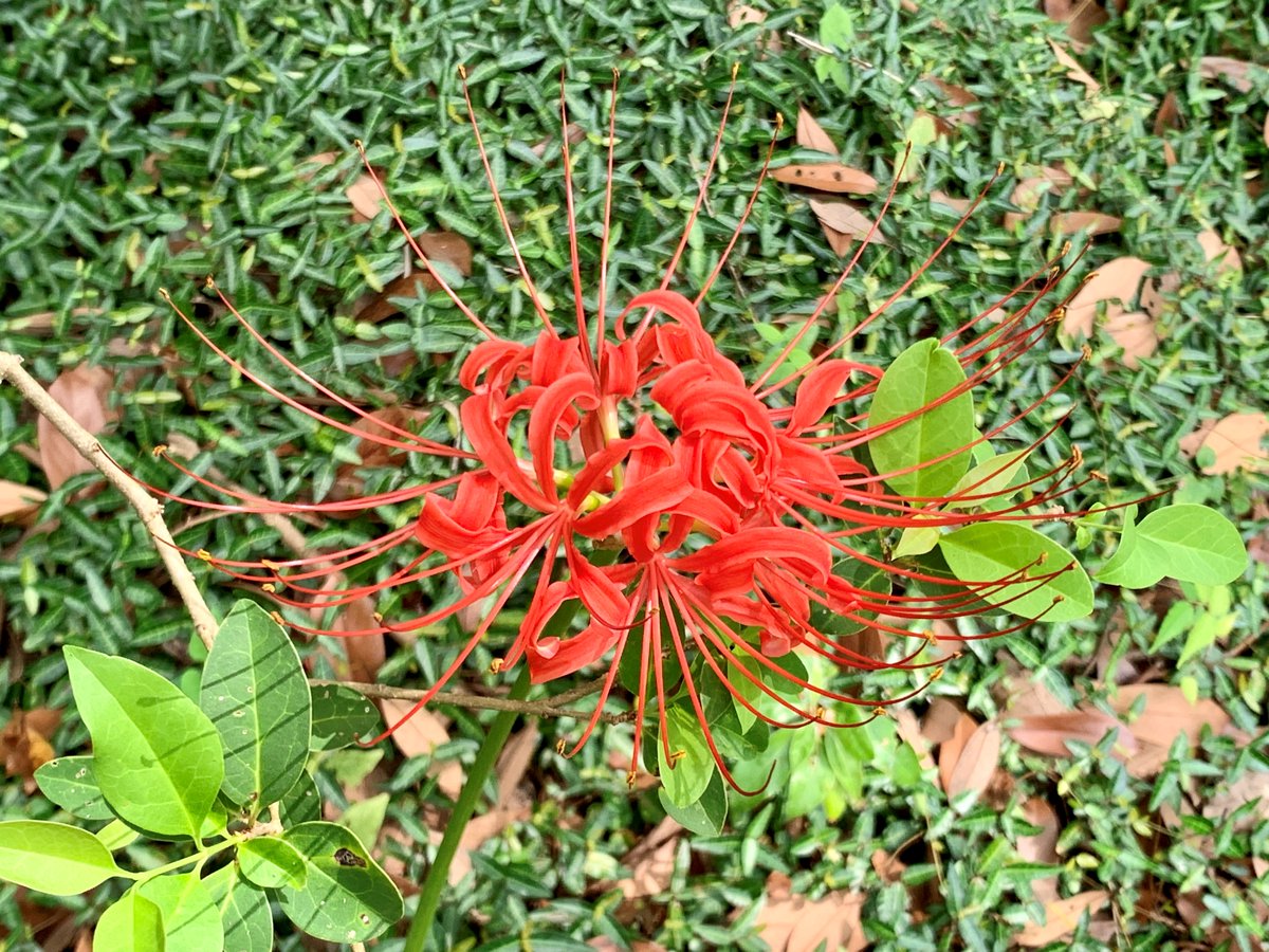 HamarikyuGarden's tweet photo. The #redspiderlilies near the shrubberies along the Tsukiji River and at the Site of Enryo-kan have also burst into #bloom! The ones at Plum Grove, Kaboku-en, etc., however, are still in bud.
Each #flower appears to be blooming at its own pace.
#HamarikyuGardens #redspiderlily https://t.co/gTIGAjrOIz