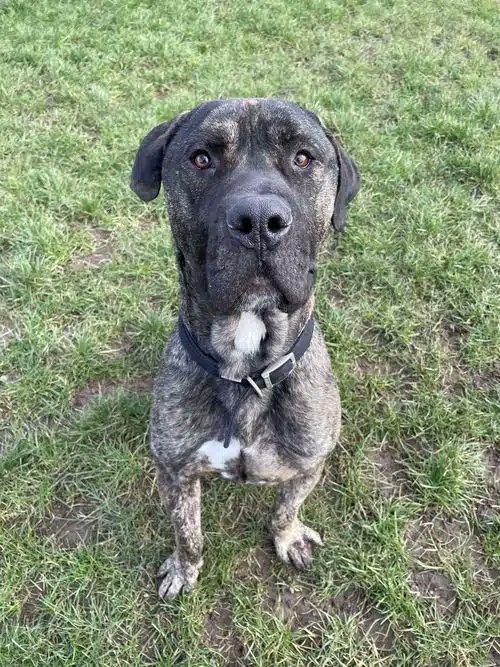 Please retweet to help Kaiser find a home #BIRMINGHAM #UK Big softy, affectionate Cane Corso aged 4. He's very playful and bouncy and not keen on other dogs so he needs an adult home as the only pet. He loves his toys, walks and cuddles. DETAILS or APPLY👇…