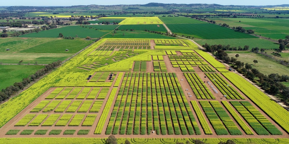 Wagga Wagga Agricultural Institute goes green &amp; gold for Canola Field Day.
We're ready for the Canola Field Day as part of the International Rapeseed Congress.
- 3600 total demo plots 
- 9 canola companies
- 7 DPI canola research sites
- <a href="/theGRDC/">GRDC</a> National Variety Trials