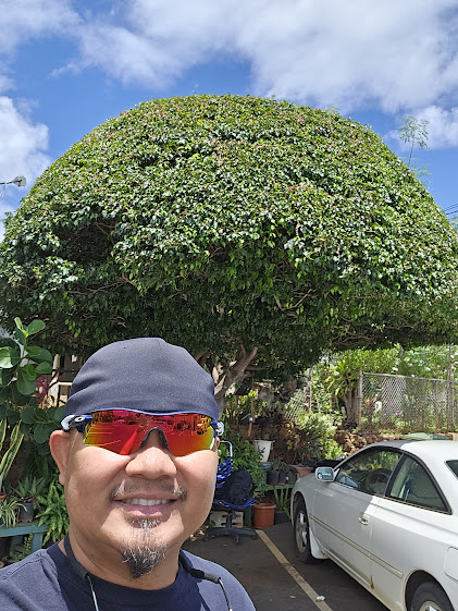 In Waipahu, I stumbled upon this tree that instantly became my favorite. It's impossible not to stop and admire its magnificence. Here's my latest pic of this #treegoals worthy beauty! 🌳✨