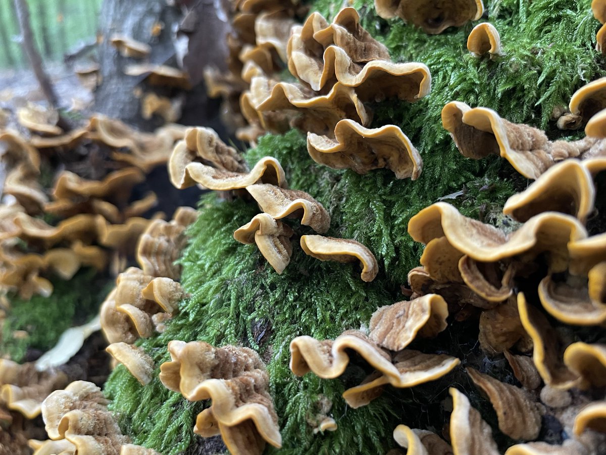 P_NatureTV's tweet image. Nature's miniature wonderland! Came across a majestic tree adorned with a lush moss carpet and a multitude of tiny turkey tails. A hidden realm of enchantment and beauty! 🌿🍄 

#mossytree #fungaland #forestmagic #naturephotography #naturebeauty #hikingadventures #naturelovers
