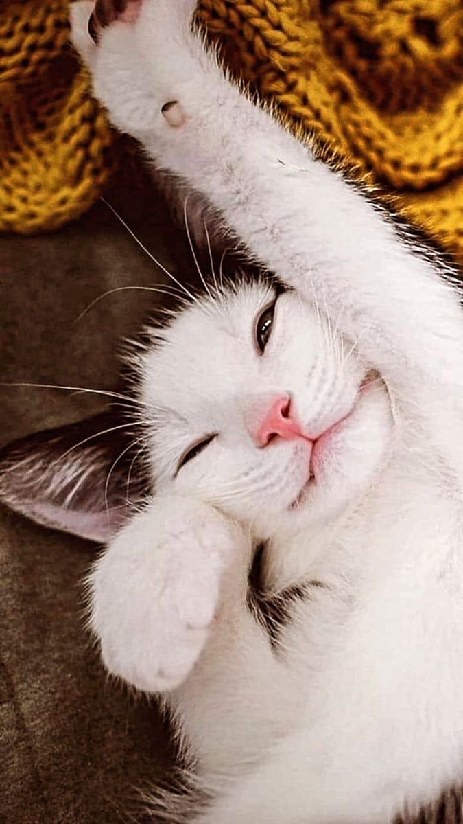 TrKedizm's tweet photo. Gunaydın❤️Good morning
 #cat#keşfet#kediler https://t.co/gQlvzvdvhV