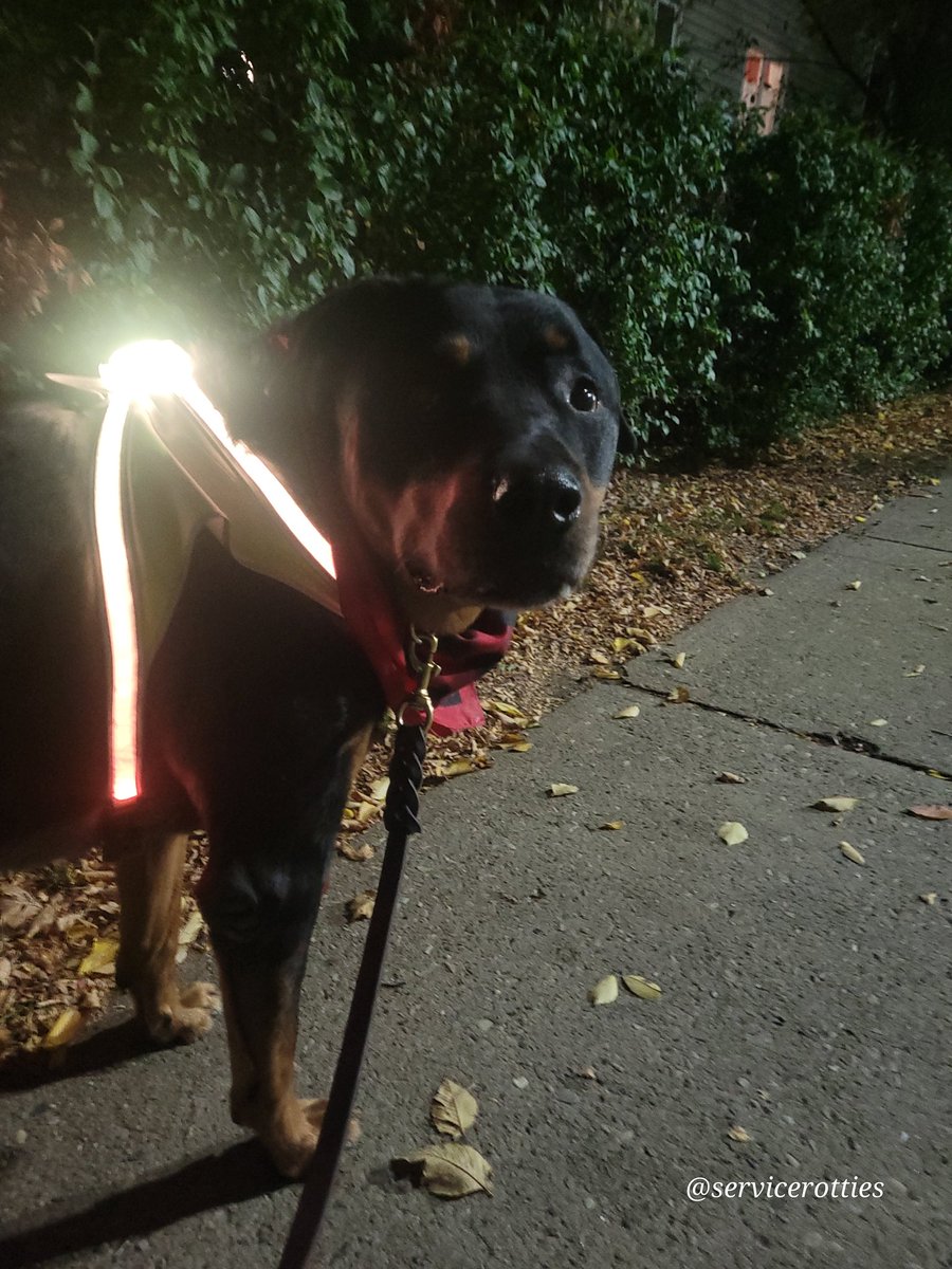 Team Servicerottie🇨🇦🐕🦺🦽 tweet media