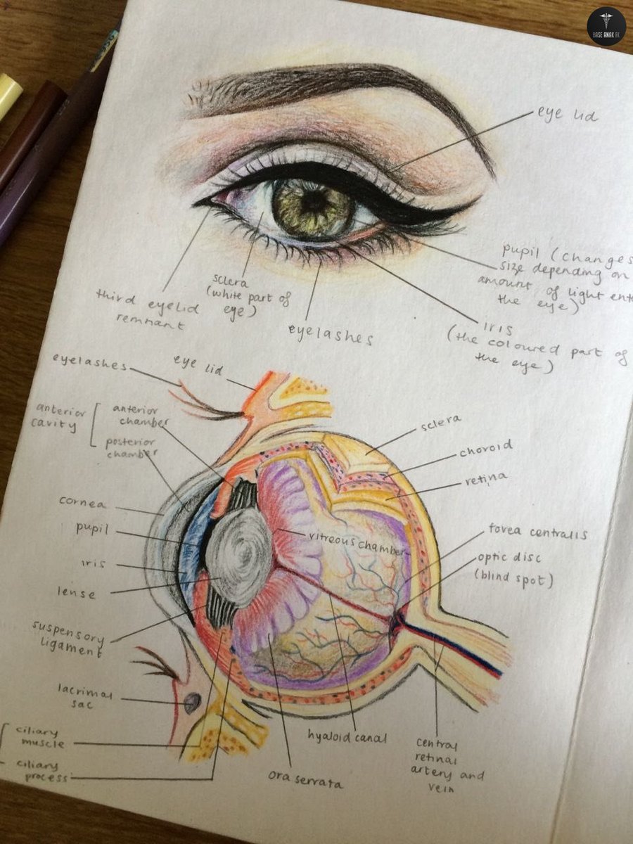 BaseAnakFK's tweet image. Laporan anat siapa ini dok wkwkwk