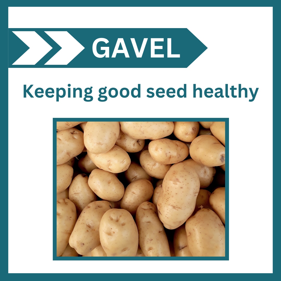 certis_belchim's tweet photo. When should I apply Gavel to my seed? 🥔

1⃣ At Harvest &amp; Into Store
2⃣ During Storage
3⃣ Leaving Store

Apply Gavel to maintain seed quality. To learn more, visit - 
https://t.co/GDdQ7jQ3zG
#FarmingUK #Farm365 #potato #Potatoes #potatostore #potatogrower #growersUK https://t.co/uR4I5aSsDK