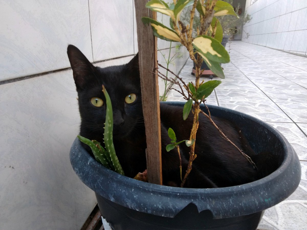 ''If you look a cat in the eyes, you perceive a story that it treasures like a secret inside''. #JulioCortázar
.
#wednesdaythought #wednesday #Miercoles #BuenosDias #Bomdia #goodmorning #BlackCat #cats #kittens #gatitos #catlover
.