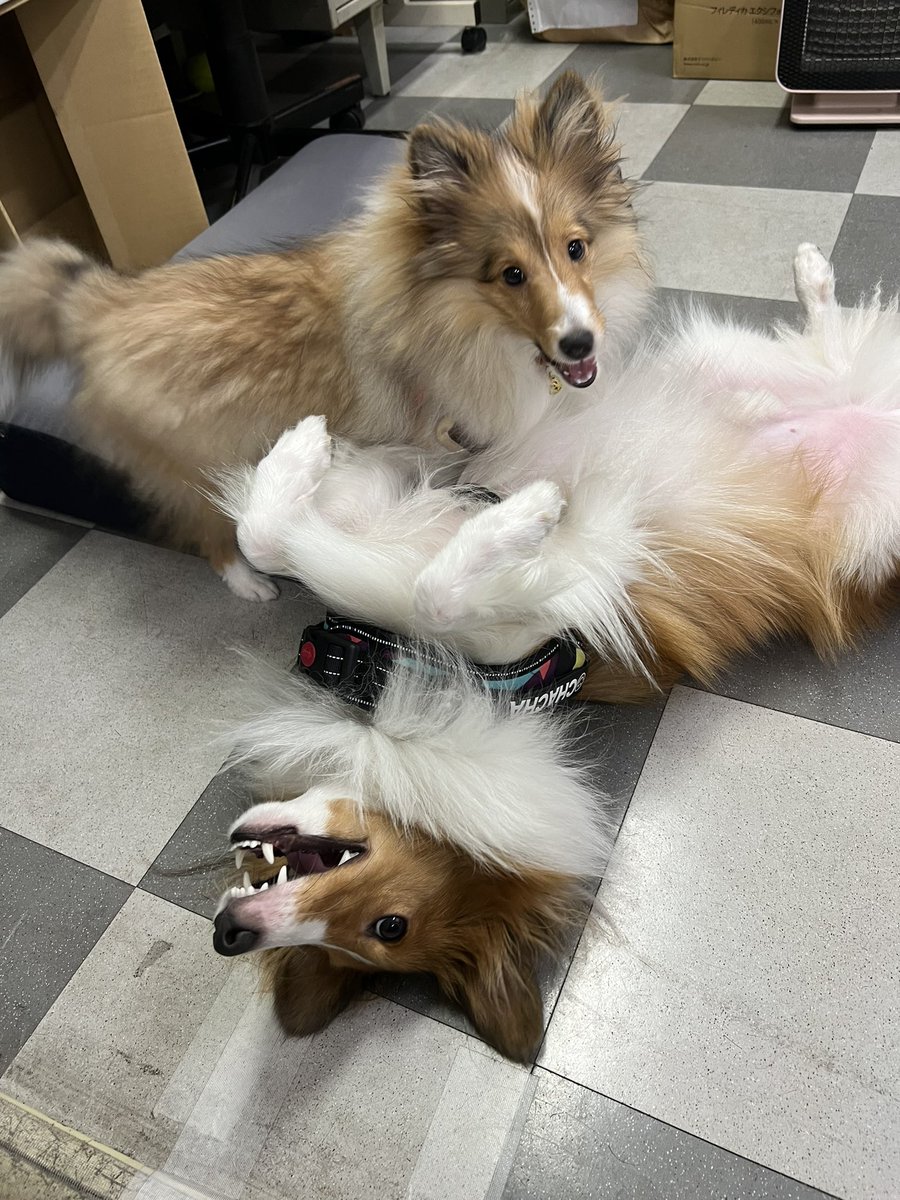 麦さん9月20日で5か月になりました🐶✨
ますますお転婆娘に😆
お兄ちゃんはなんだかんだ妹に優しい笑笑
#夢の多頭飼い
#シェルティmix
#シェルティパピー