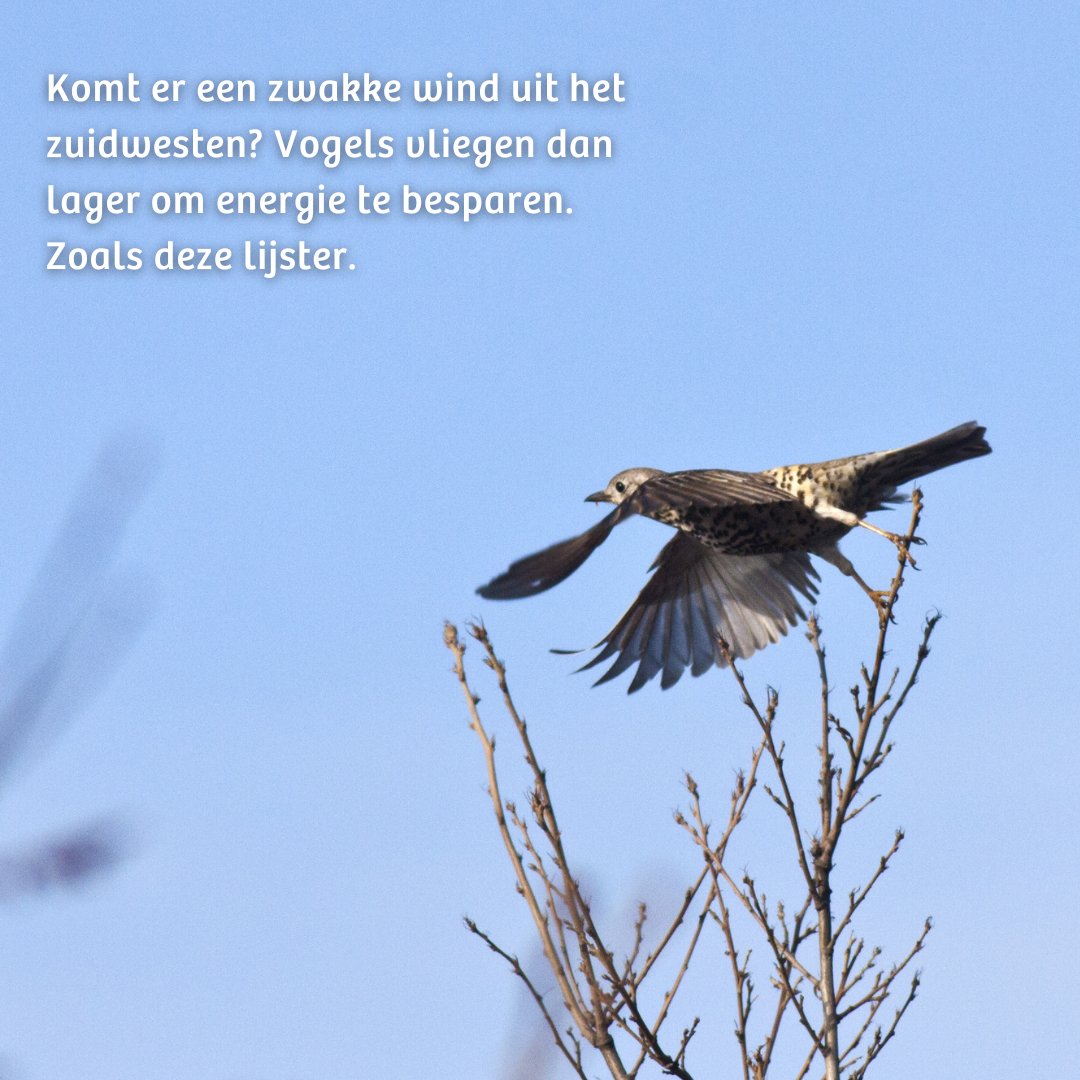 IVN Natuureducatie (@ivnnederland) on Twitter photo Er fladderen, flitsen en zweven veel vogels in de lucht. Ze trekken naar het zuiden om te overwinteren. Welke vogels je precies treft hangt een beetje af van het weer. Hoe waait de wind? Schijnt de zon? Regent het? Klik op de foto's voor meer info!
Bron: <a href="/vogelnieuws/">Vogelbescherming NL</a>#vogeltrek Er fladderen, flitsen en zweven veel vogels in de lucht. Ze trekken naar het zuiden om te overwinteren. Welke vogels je precies treft hangt een beetje af van het weer. Hoe waait de wind? Schijnt de zon? Regent het? Klik op de foto's voor meer info!
Bron: <a href="/vogelnieuws/">Vogelbescherming NL</a>#vogeltrek
