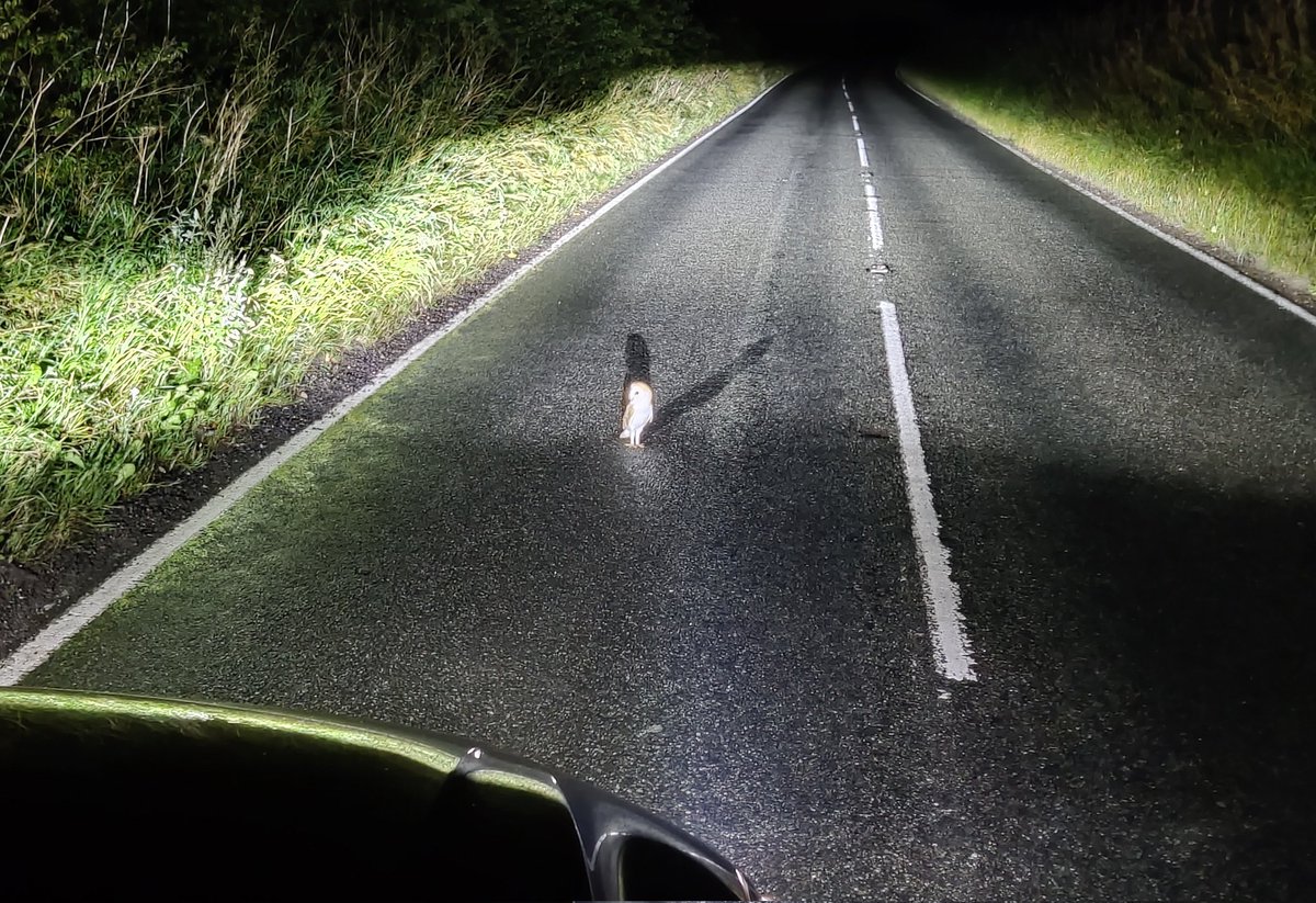 This beautiful Barn Owl made me do an emergency stop on the A46. Absolutely stunning and he just sat there looking at me! 🥰