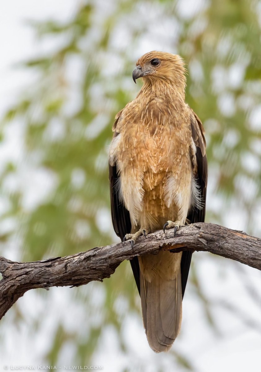 Whistling Kite 🦅 #WildOz