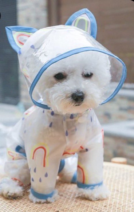 CatarinaStarrr's tweet image. SO CUTE 😭