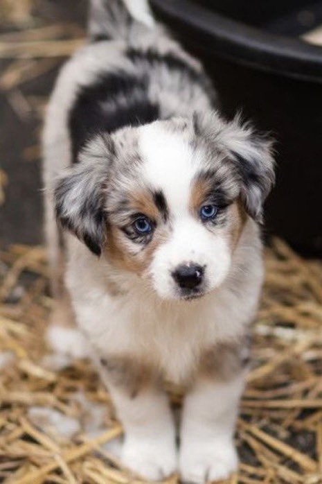 CatarinaStarrr's tweet image. SO CUTE 😭