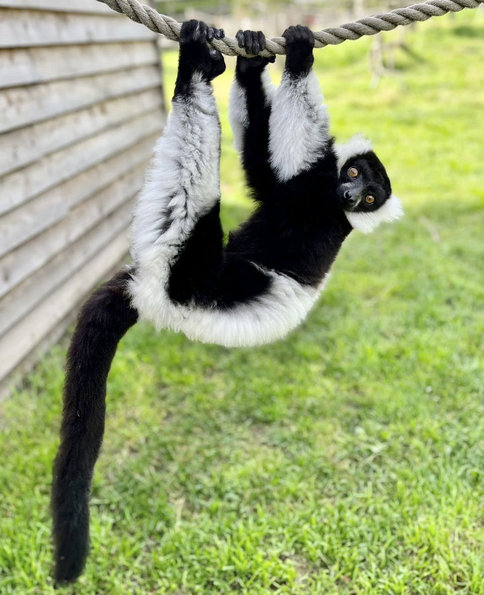 Hey come hand with us! 

Lemur talks run 1 pm every day 🖤 🤍 

#LemurLove  #wildlifeconservation #