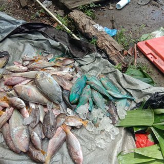 ribut_raharjo's tweet photo. Rabu(20-09-2023),Ribut Raharjo, Luhkan Kab. Nabire melakukan kegiatan anjangsana kepada pelaku utama nelayan dengan hasil tangkapan ikan sebanyak 60 kg dengan harga jual Rp.60.000
#giatLuhkanSatminkalAmbon
#Laporan
#nabire https://t.co/fugM7c4MkP