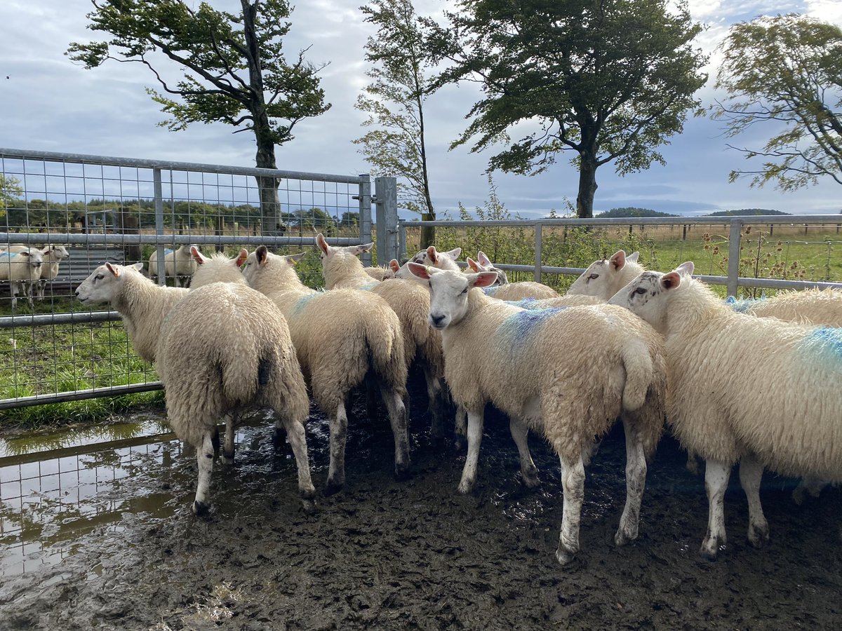 adhayward18's tweet photo. Wet and wild day @MoredunComms Firth Mains Farm sampling animals for growth, parasitology, immunology and microbiome info as part of our @SGRESAS funded research. Great work from a big team including @fi_kenyon @CassieMoogregor @jadeduncanx @PhoebeacBeal! https://t.co/DkSV1KnUaM