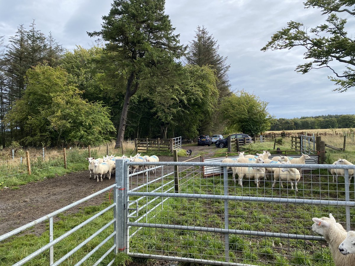 adhayward18's tweet photo. Wet and wild day @MoredunComms Firth Mains Farm sampling animals for growth, parasitology, immunology and microbiome info as part of our @SGRESAS funded research. Great work from a big team including @fi_kenyon @CassieMoogregor @jadeduncanx @PhoebeacBeal! https://t.co/DkSV1KnUaM