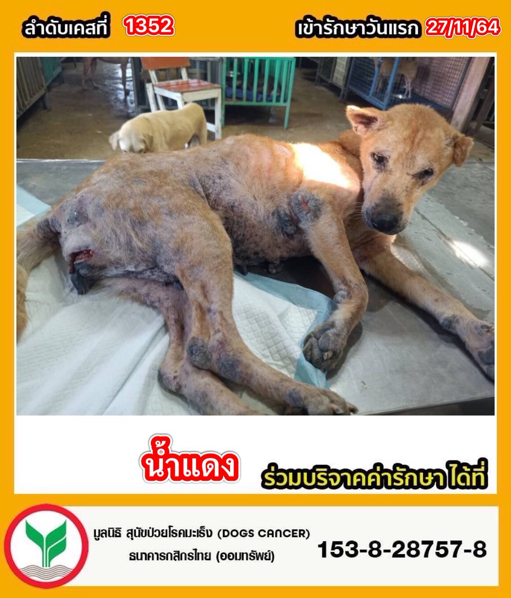 DogsCancer's tweet photo. 🔺น้ำแดง ลำดับที่1352 เข้ารักษาวันที่27-11-64นน.11.2 kg. เพศเมีย #อัพเดตอาการวันที่ 20-09-66 เช็ดทำความสะอาดแผลเปื่อยบริเวณข้างอวัยวะเพศ พ่นสเปยร์นาโน ใส่ผงกันแมลงวันมาวางไข่ น้ำแดงทานอาหารได้ ขับถ่ายปกติ 
⚠️ #มาด้วยอาการมีก้อนเนื้อบริเวณอวัยวะเพศลักษณะคล้ายมะเร็งขอบเขตของมะเร็งกว้างไปถึงรูทวาร และดวงตาหนึ่งข้างมีเนื้อเยื่อตาปูดปริ้นเสียงต่อการมองไม่เห็น เบื้องต้นคุณหมอได้ตรวจเลือด ตรวจไข้หัด (ไม่พบเชื้อ) ให้ยาลดอักเสบ ยาปฏิชีวนะ ให้ทานยาบำรุง และตรวจเลือดซ้ำอีกครั้งภายในหนึ่งสัปดาห์ แนวทางในการรักษาของคุณหมอจะใช้คีโมรักษาเค้คคี ั
#ผลเลือด 
-เลือดจาง 
-ค่าตับ ปกติ 
-ค่าไต ปกติ 

#ร่วมบริจาคช่วยสุนัขป่วยโรคมะเร็ง
📌มูลนิธิ สุนัขป่วยโรคมะเร็ง(Dogs 
Cancer) 
 ธนาคาร  : กสิกรไทย 
เลขบัญชี  : 153-828757-8

📌มูลนิธิ เลขที่ 5/2566

📞 ติดต่อมูลนิธิฯ 
โทร : 064-2463664

🔹-Line id : @dogscancer
https://t.co/vZhyIvvKyd 

🔹-Instagram : dogscancerfoundation 

🔹-ติดต่อเพจฯ Inbox 👇
https://t.co/xUqppbWORg. 

🔹-หรือสำหรับเยี่ยมชมเพจฯ👇
https://t.co/5bhEYjAgPs. 

 ❗️#ปัจจุบันทางเพจมีเคสที่รับผิดชอบและรักษาอยู่จำนวนมากเกือบ #142ชีวิต ยอดบริจาคที่เกินในแต่ละเคส สามารถช่วยเหลือช่วยเหลือค่ารักษาในเคสอื่นๆค่ะ 🙏🙇‍♀️

#ไลฟ์สดวันที่เข้ารับการรักษา
https://t.co/VUJUtpsVuy

อัลบั้มและประวัติการรักษาของน้ำแดง
https://t.co/sfoEciFKyH