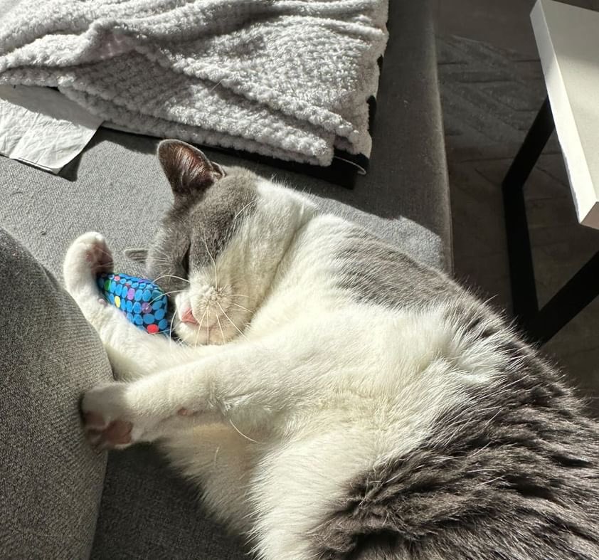 sienny_95's tweet photo. 寝ている赤ちゃん🐈‍⬛💤 https://t.co/ysUi7Jd7P8