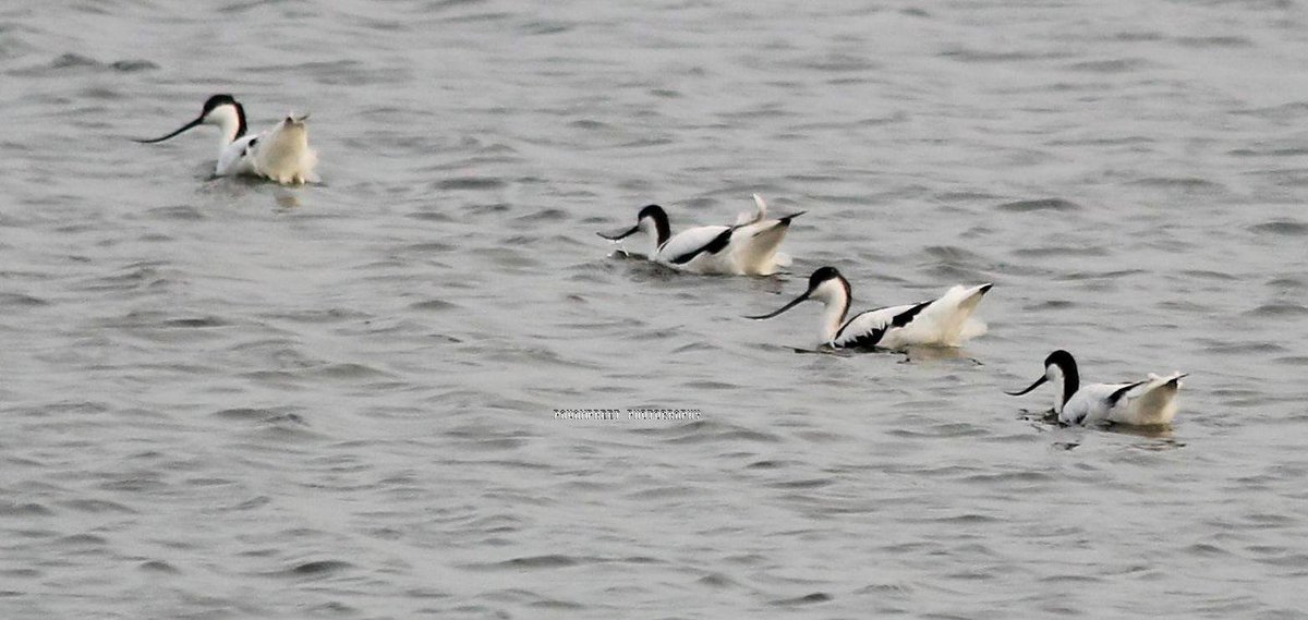 Pied Avocets!! 

#WaderWednesday #birds #birdphotography #birdsofindia #TwitterNatureCommunity #LeoPosterFeast #WhatsApp #SanjuSamson #jjk236 #Ahsoka #TwitterNaturePhotography #BirdsOfTwitter