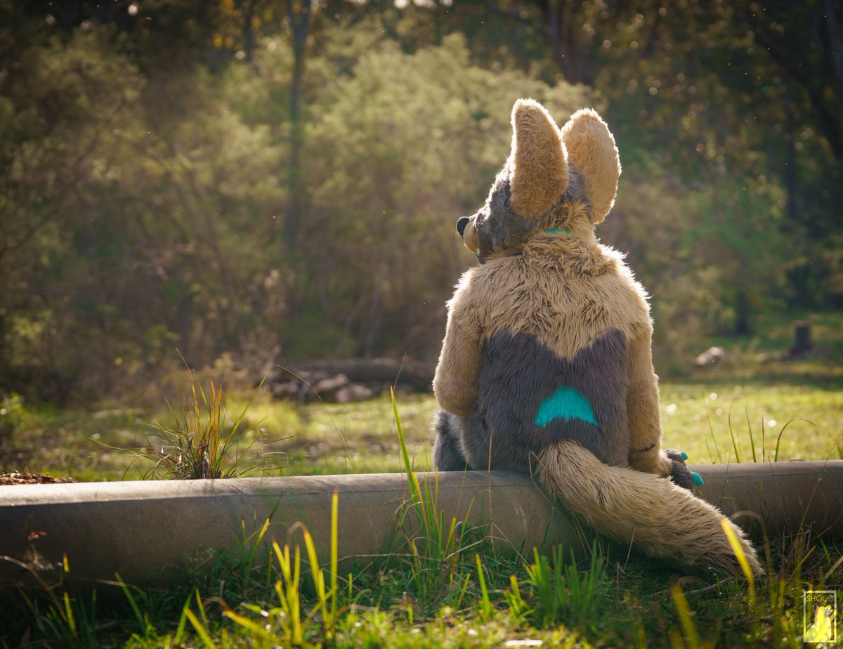 Wolf in the forest, waiting for a friend... 📷 @shoobphotos