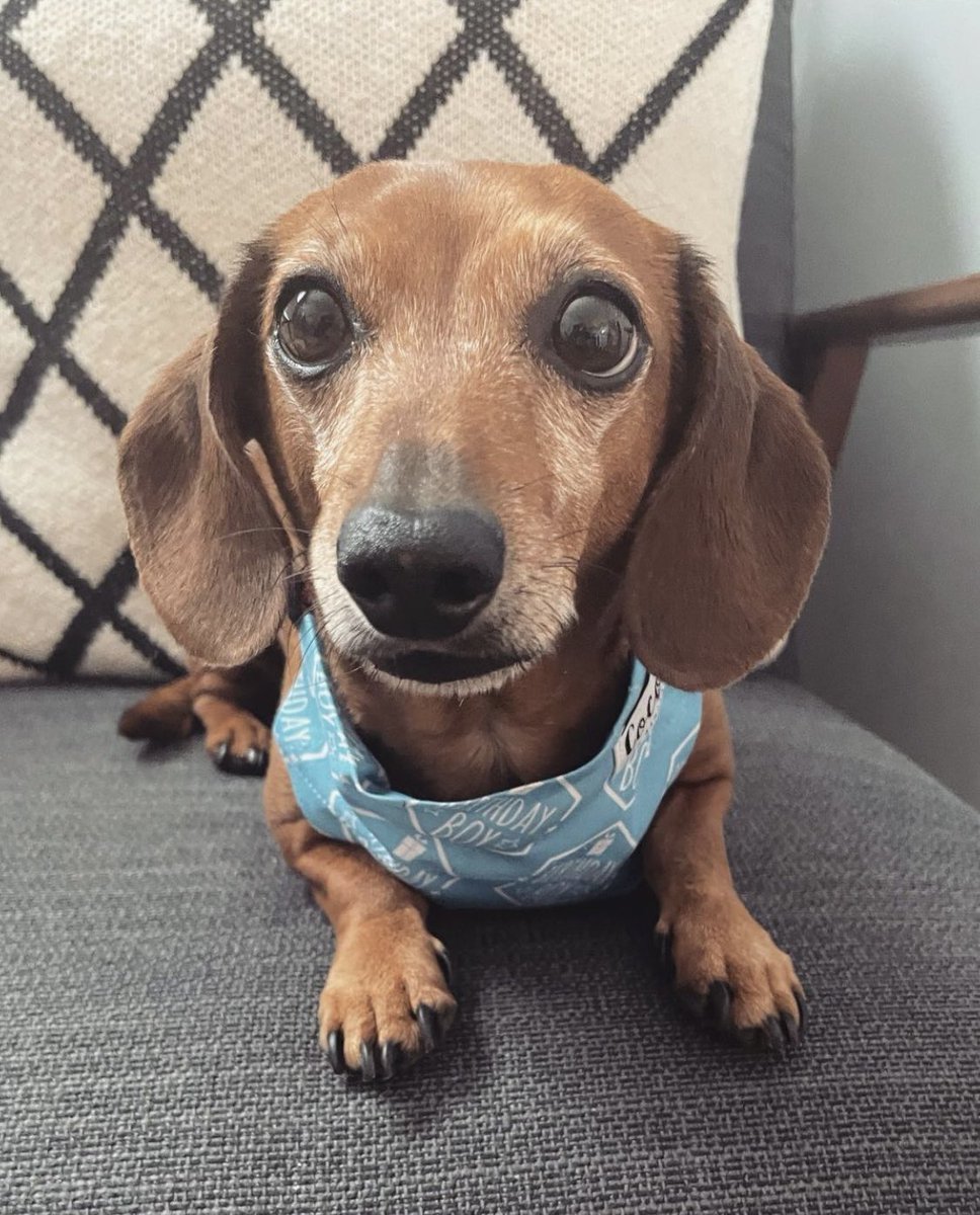 RachelTrelly's tweet photo. Fox turned 8! Look at his lil�� grey mush! 🩵🥰 https://t.co/X2zUFCj2qQ