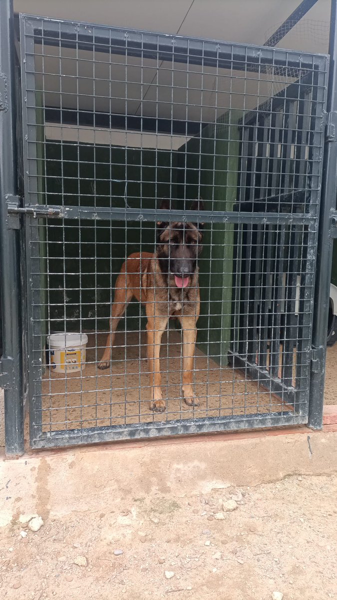 SilviaMylo's tweet photo. Lo han devuelto a las dependencias policiales está en una jaula. Ha mordido a su adoptante, su novia le ha cogido miedo 😢
El dueño anterior le pegaba, está estresado, tiene leishmania 
Hay que tratarle y buscarle un adiestrador, un sitio donde estar 
Pueblo de Cádiz
618208620 https://t.co/X5d0BfCTFR