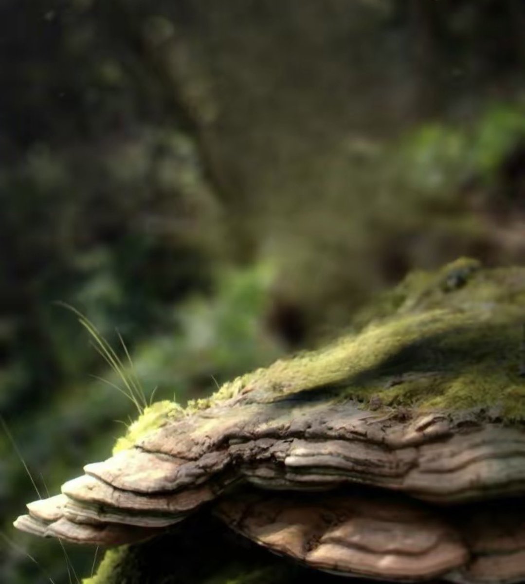 ImagenesPVC tweet picture