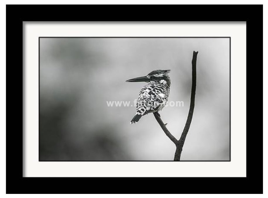 Pied kingfisher!

fineartamerica.com/featured/4-pie…

#wildvisiondotcom
#puttaswamyravishankar
#perfectgift #ಪುರಶಂ #fstopdotcom #bangaloredotcom #nature #naturephotography #BuyIntoArt #AYearForArt #Art #cosmictouchdotcom #visualrhythmcampus
