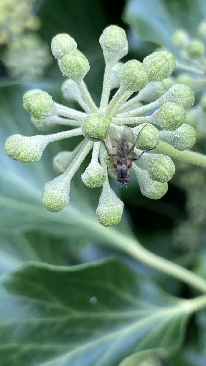 Two minutes with the ivy yesterday - batman hoverfly, ivy bee, green bottle and who else @flygirlNHM ? *Please* don’t cut your ivy until about March after the birds have eaten the berries. Too many species depend on it between now and then ❤️