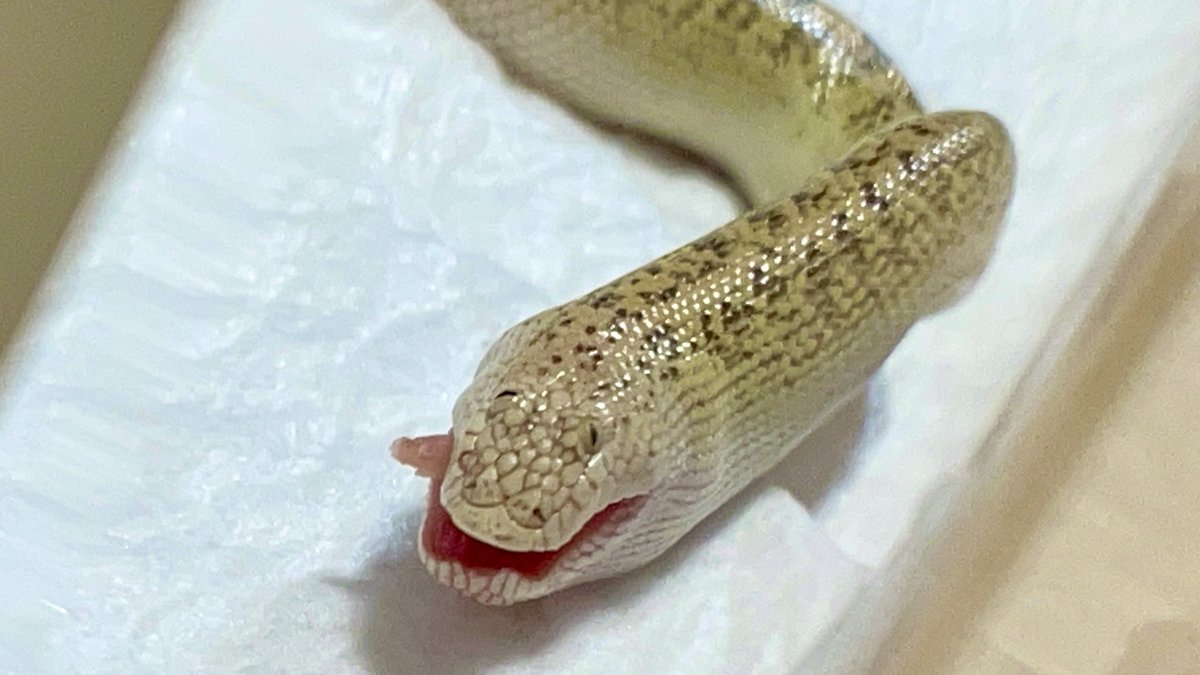 本日もブスちゃんは可愛くて…
ブサイクで笑いが止まりません❤️❤️❤️

ヘビ初心者でホシニラミで、食べない時の対処法も世話の仕方もわからないけれど…
とにかく…無事に…ゆっくりでいいから育ってくれ🙏

#ホシニラミスナボア
#本日もブサイク