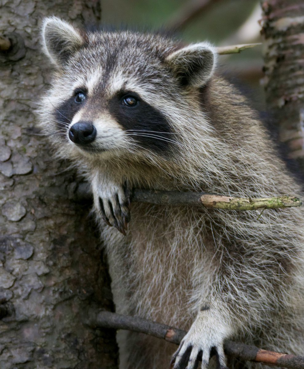 Chillin’ with this cutie pie!
.
#raccoon #all_animals_addiction #animals_in_world #discoverwildlife #earthcapture #nature #natgeoyourshot #nature_brilliance #explorenb #nuts_about_wildlife #sharecangeo #shareyourweather #wildlife #wildlifephotography #wildplanet