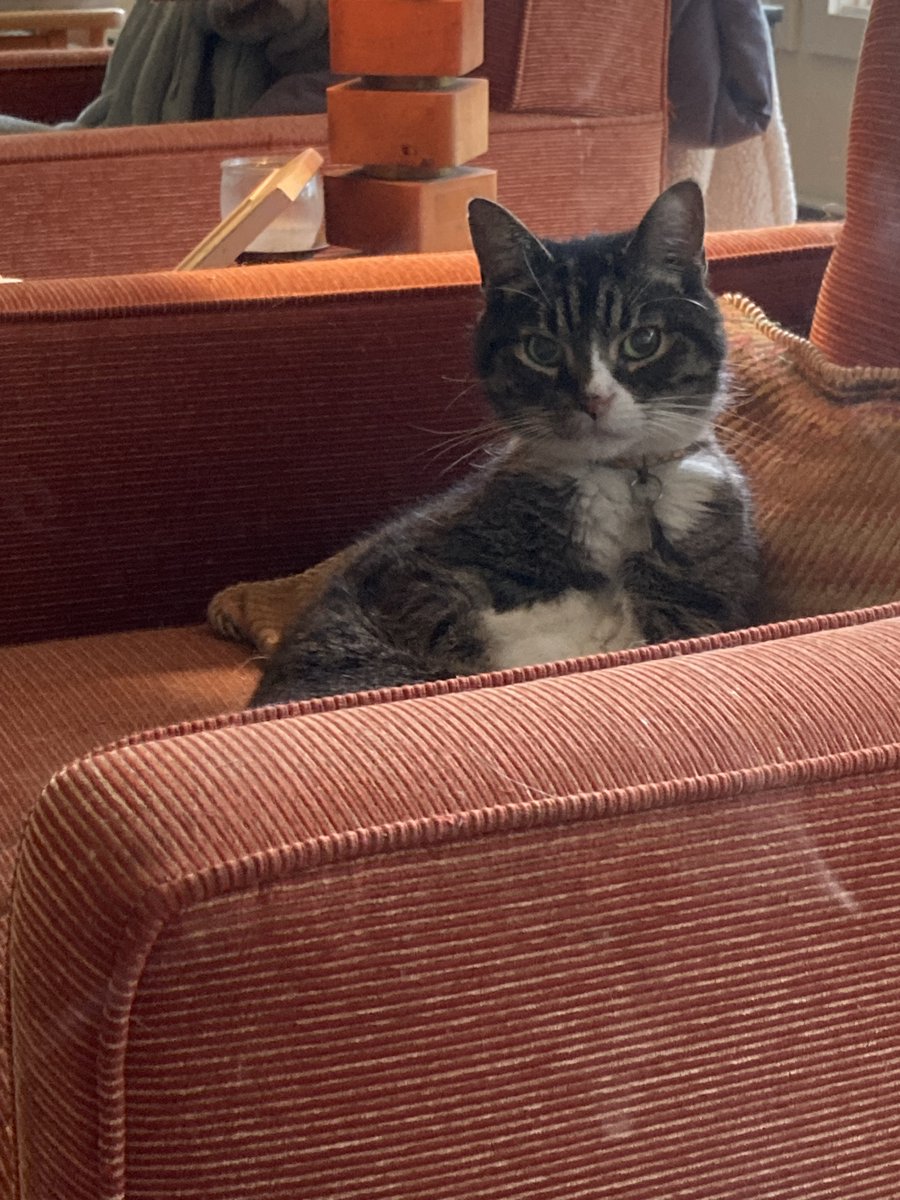 AlphaCatBand's tweet photo. I wish I had the X-ray! If you've been curious as to where I’ve been. I broke my back in late May, so had to cancel summer plans, and spend now 4 months healing. But my dear Pedro has been by my side the entire time!
#alphacat#alphacatband#VenusSmileretrograde https://t.co/HYWfdpWhdX