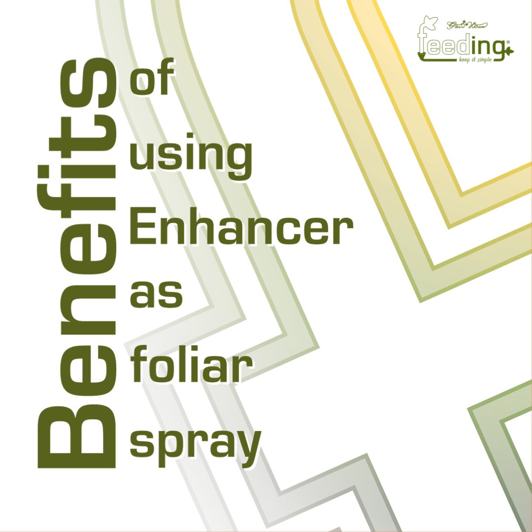 ghfeeding's tweet photo. Discover the incredible benefits of #BioEnhancer for your plants: 

https://t.co/uGt51KwXA4

#GreenHouseFeeding #BioEnhancer #FoliarSpray https://t.co/MMHno4U5YK