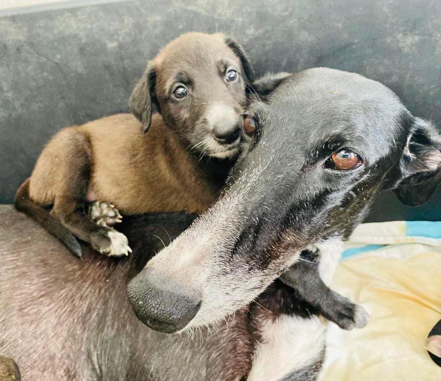GalgosdelSol's tweet photo. Solar ~ mumma, do you think I’ll ever get a home? 
Summer ~ I heard the followers at GDS are good at sharing so yes I think you will. 
Solar ~ that’s good because I want to rip pillows &amp; steal food. 
🫣😂❤️ Plz share
https://t.co/SR6fFvOyxq https://t.co/kGTi6avQ6C